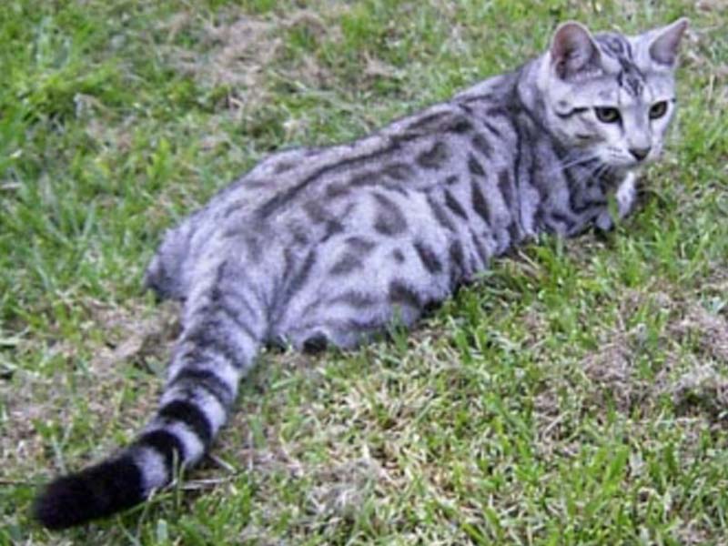  Gambar  Kucing Bengal